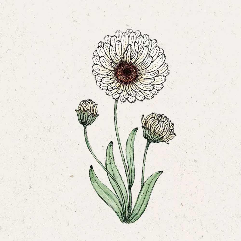 Calendula Snow Princess (Ringelblume)