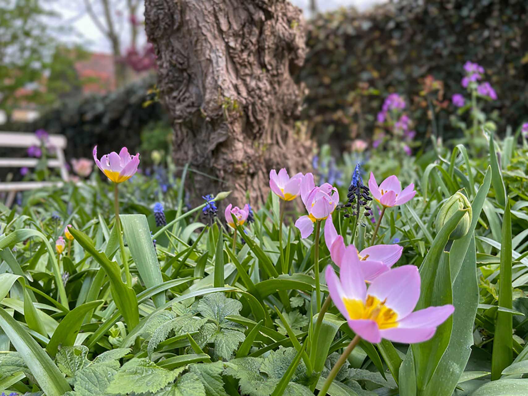 Tulipa bakeri Lilac Wonder