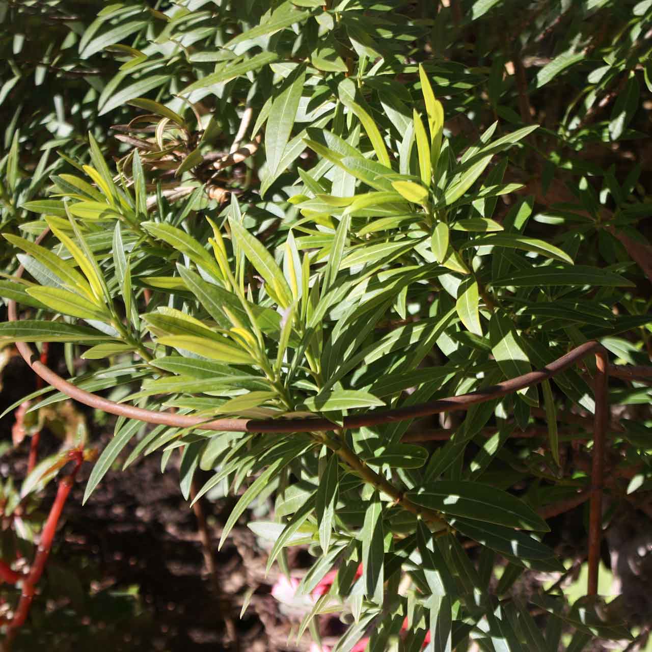 Pflanzenstützen »Border Restraints Rust«