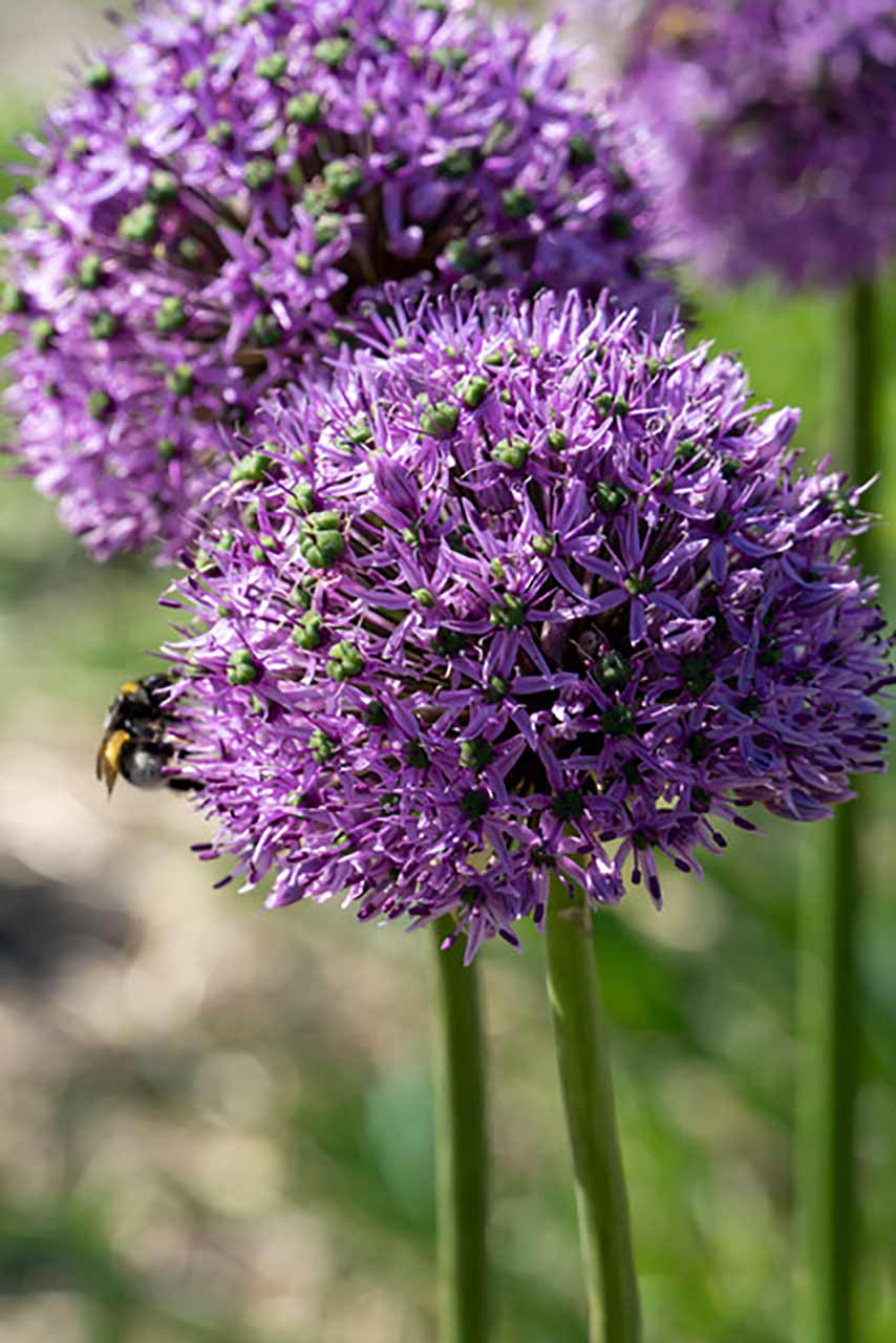 Allium Gladiator