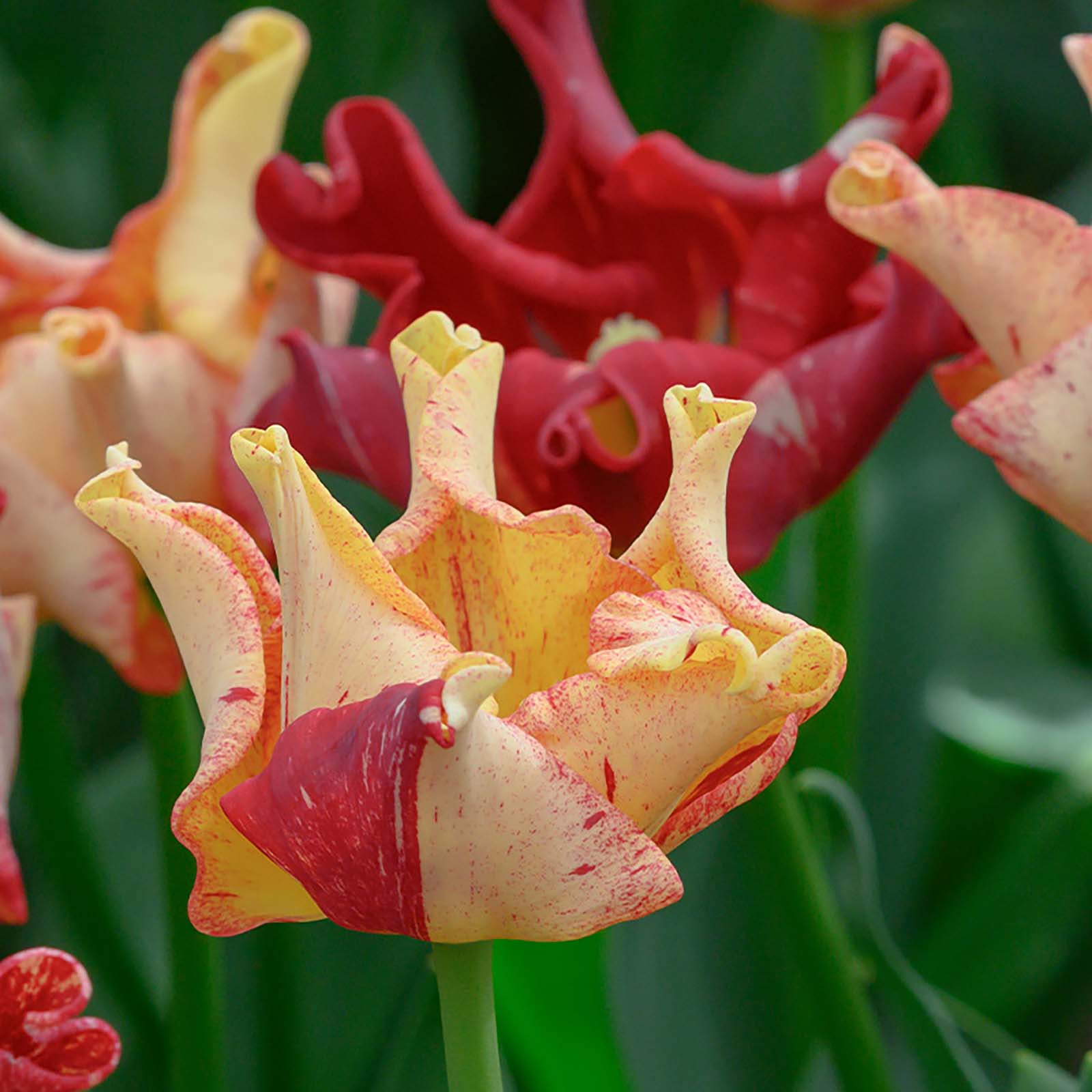 Tulpe »Striped Crown«
