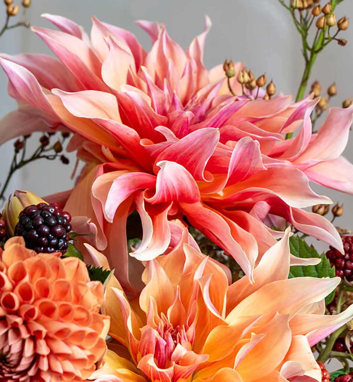 Dahlien Kollektion Labyrinth