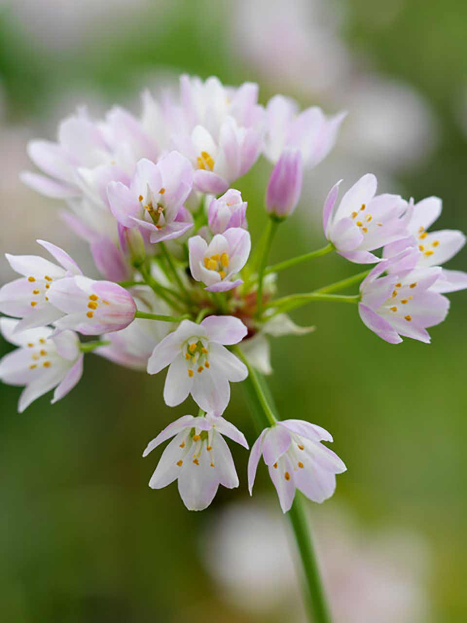 Allium roseum