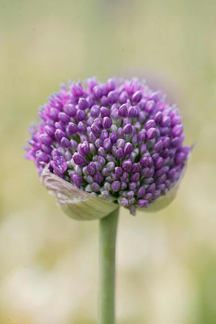Allium Ambassardor