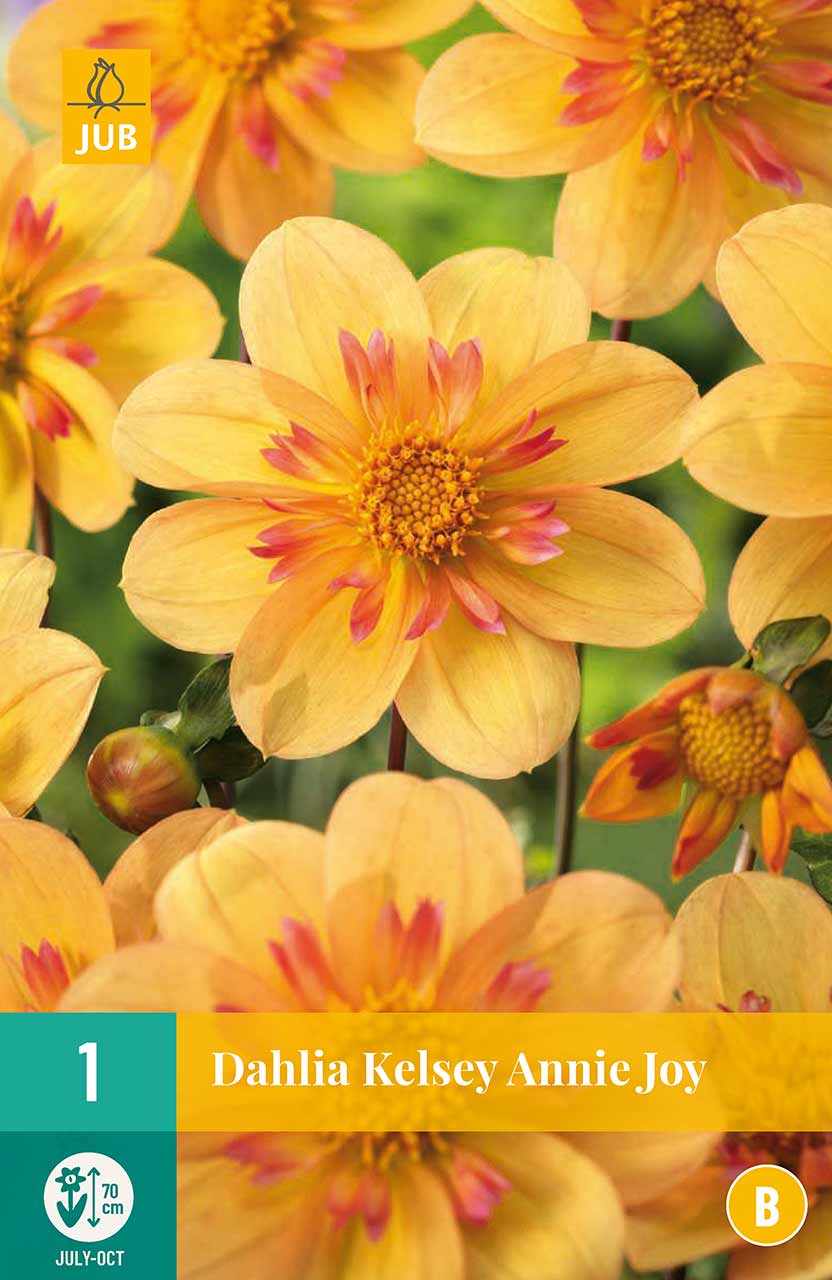 Dahlie »Kelsey Annie Joy«