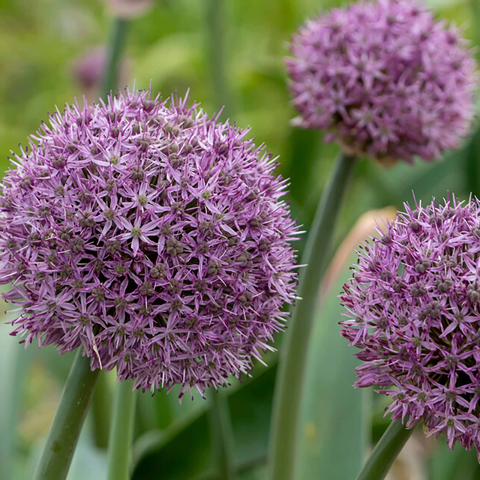 Allium Pary Balloons