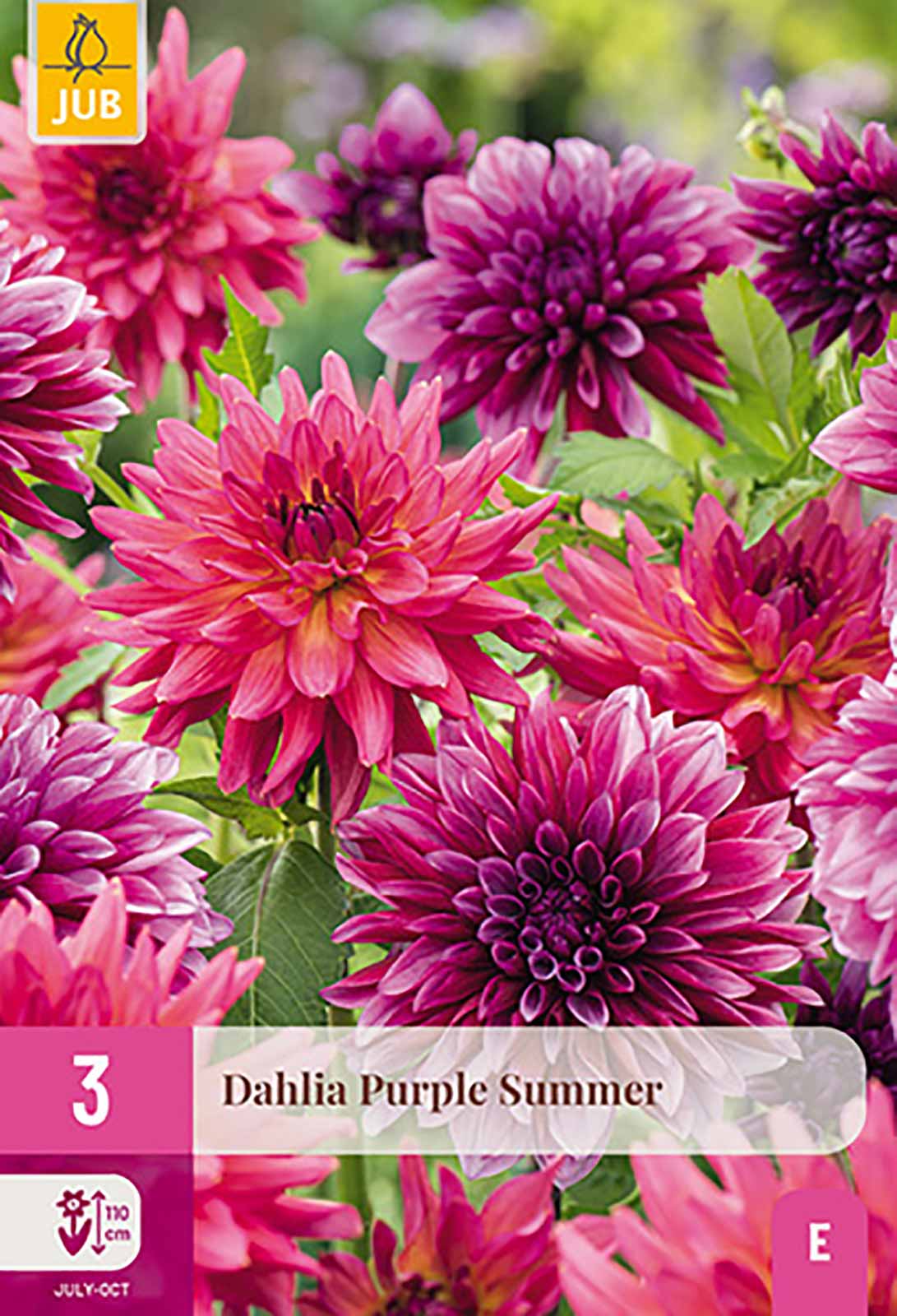 Dahlien Kollektion Purple Summer