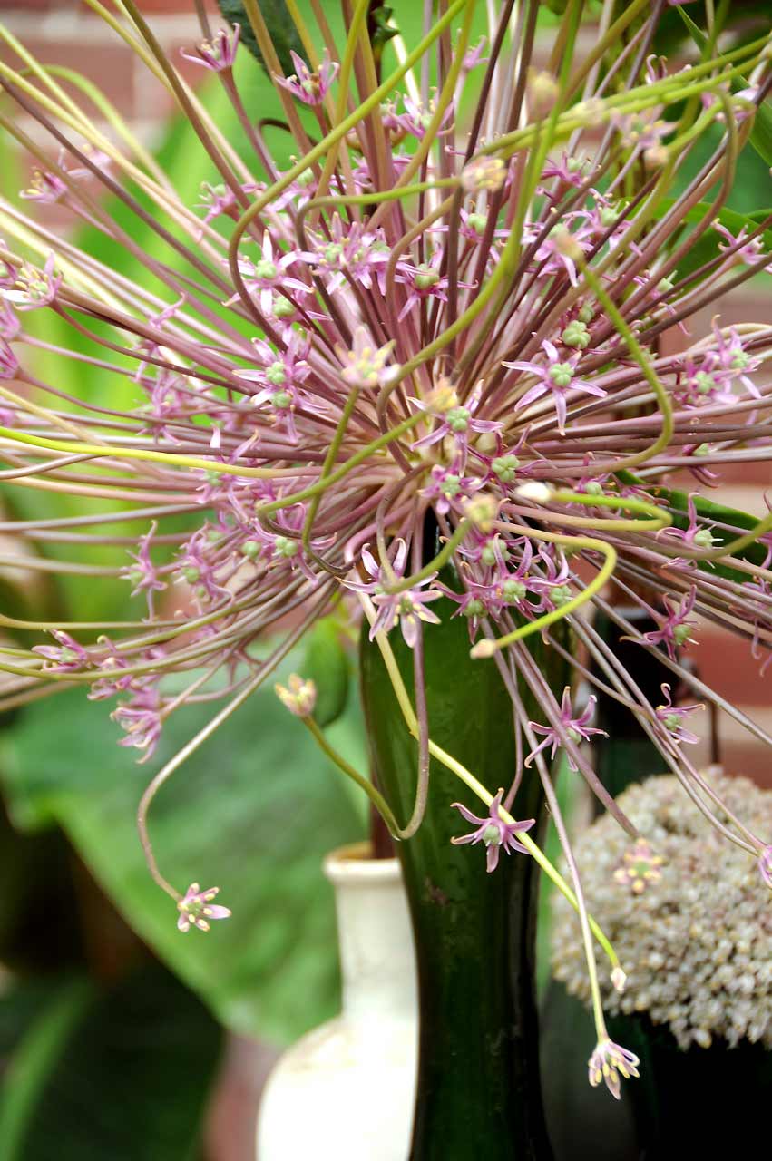 Allium Schubertii