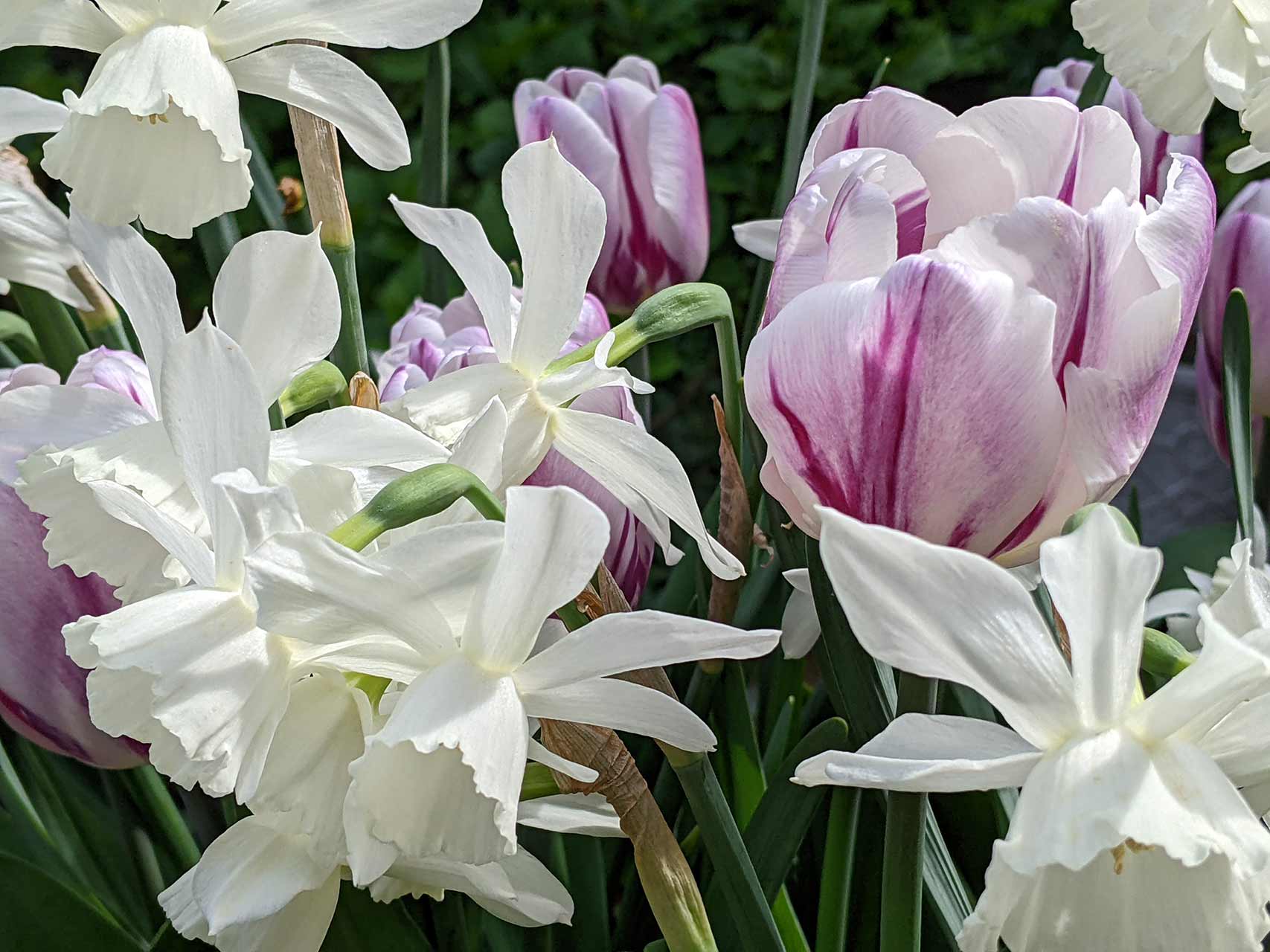 Blumenzwiebel-Kollektion Folk Story