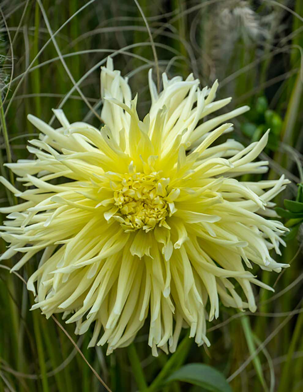 Dahlien Lumiére du Soleil