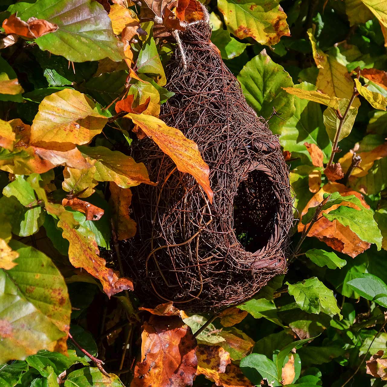 Vogelhöhle Rotkehlchen