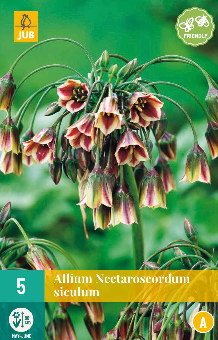Allium Nectaroscordum Siculum