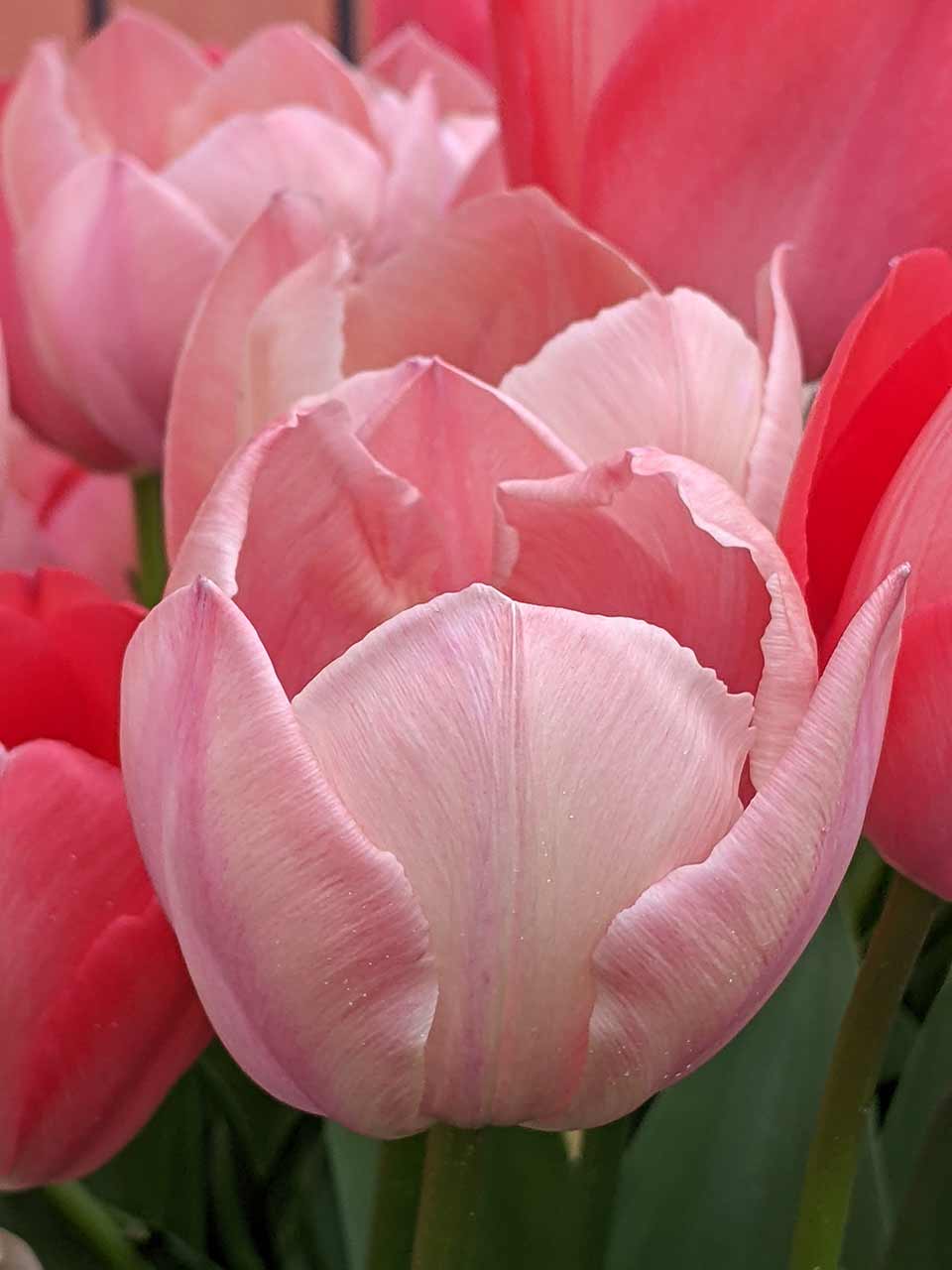 Blumenzwiebel-Kollektion RosaRot