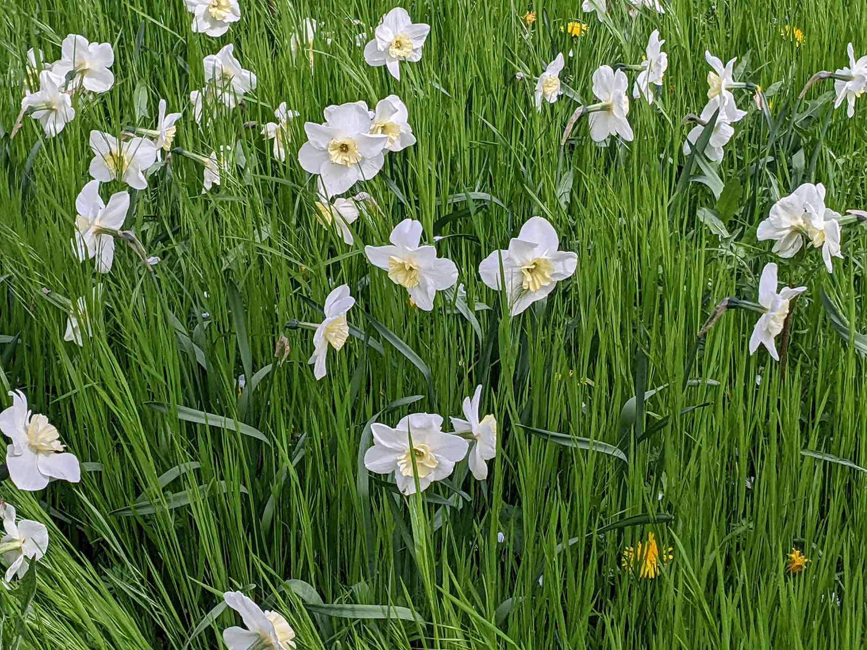 Narzisse Papillon Blanc