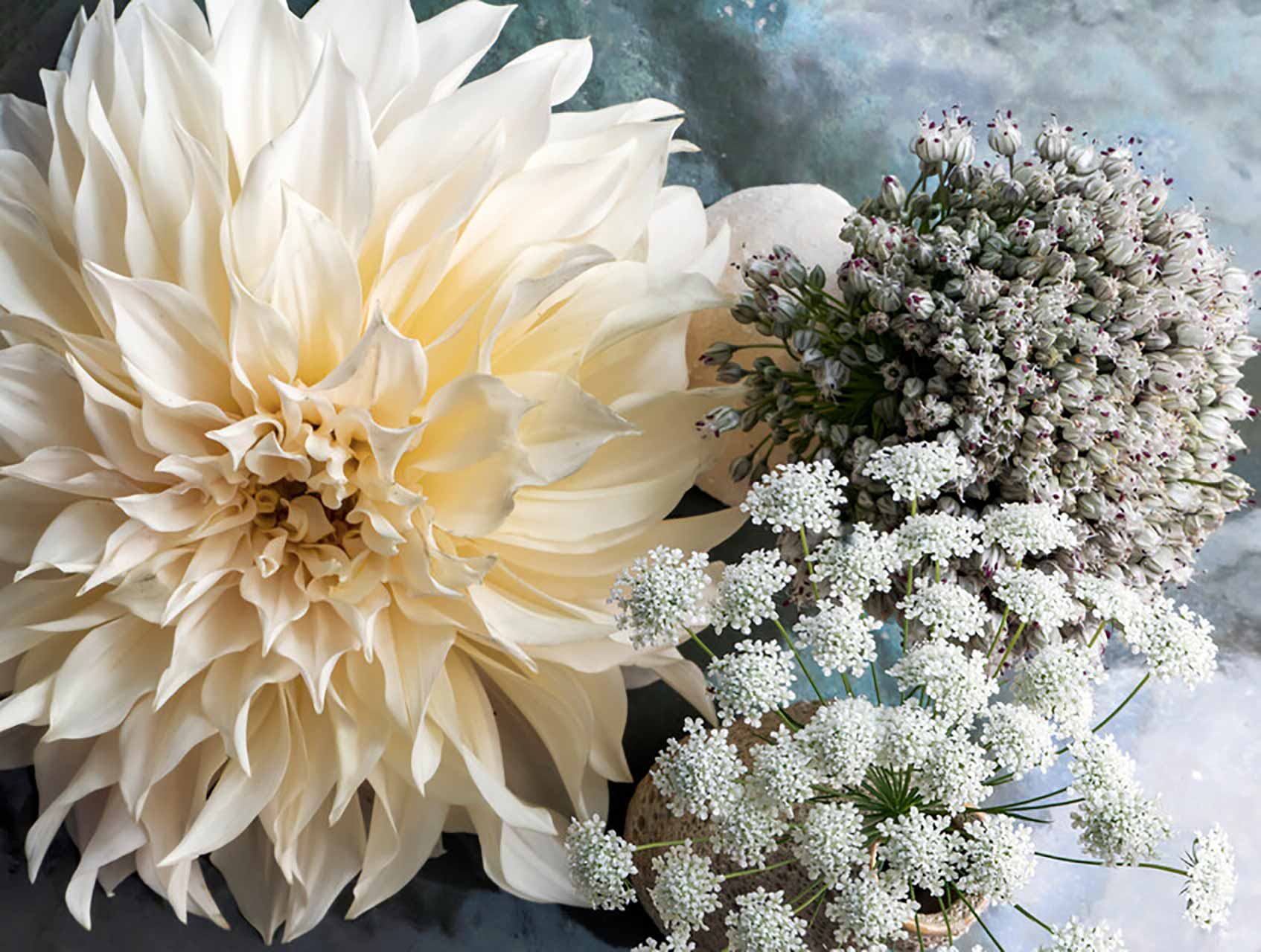 Dahlie Café au Lait