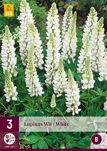 Lupine weiß