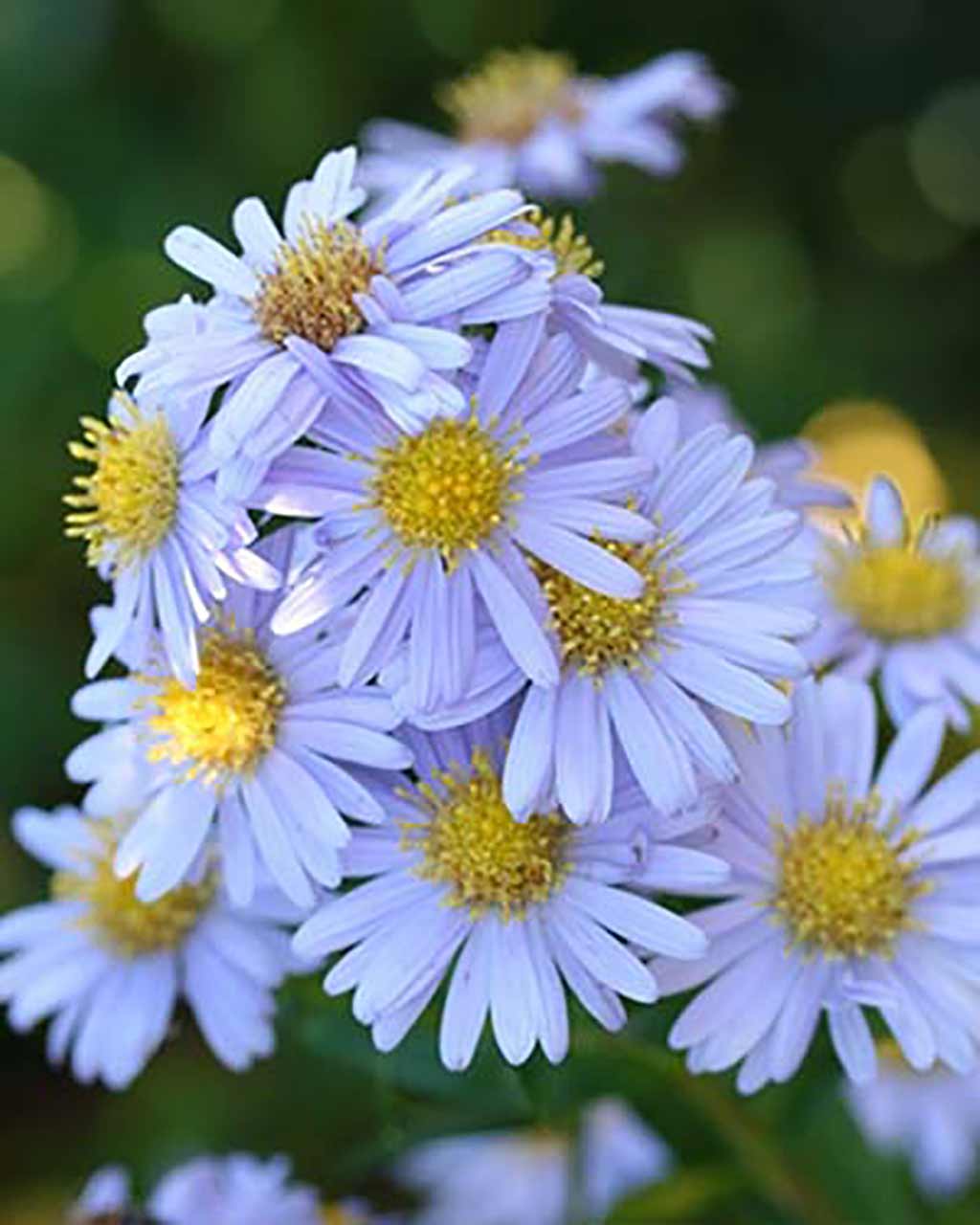 Blumen Kollektion für Schmetterlinge und Insekten