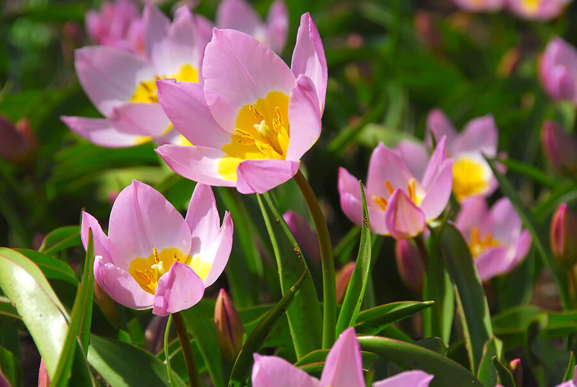 Tulipa bakeri Lilac Wonder