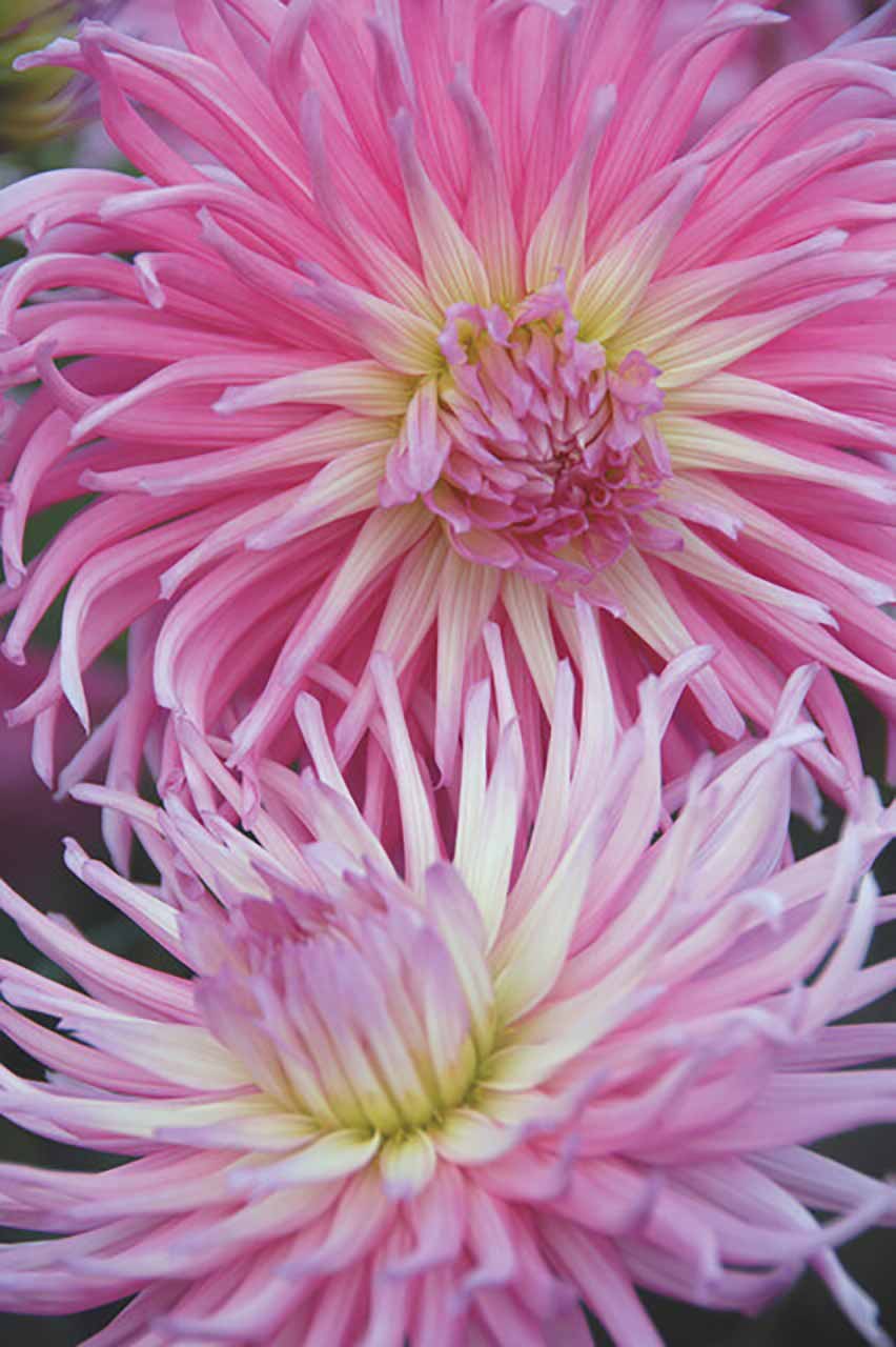 Dahlien-Mischung Pink Love