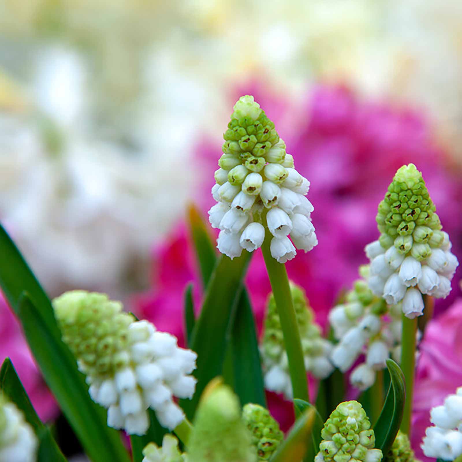 Muscari White Magic