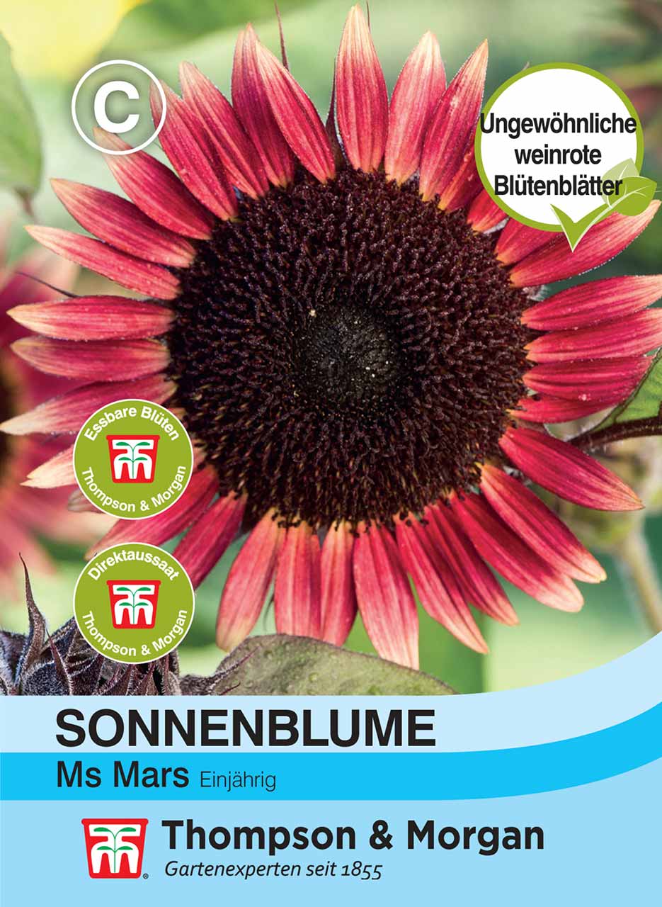 Sonnenblume Ms Mars