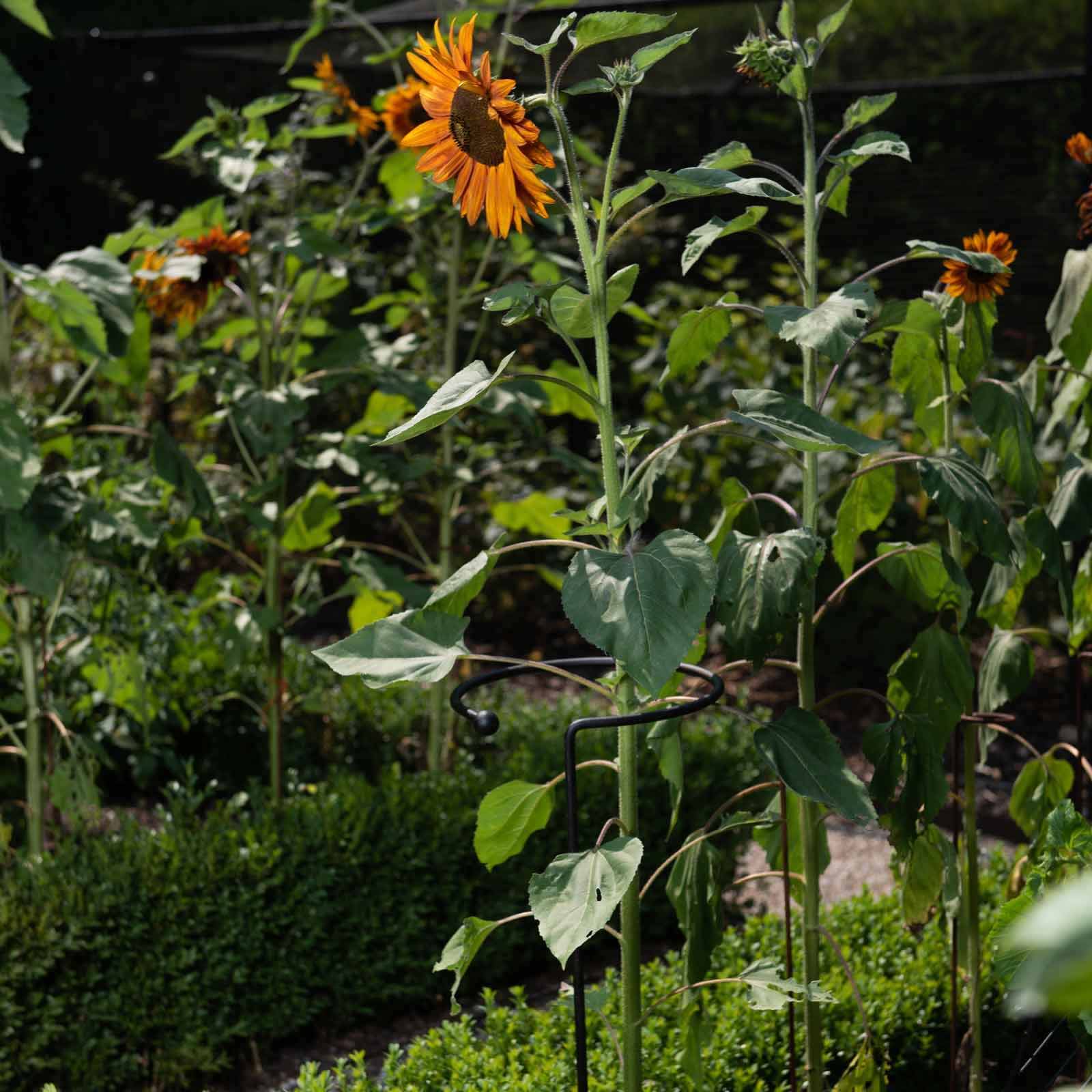 Pflanzenstütze rund schwarz
