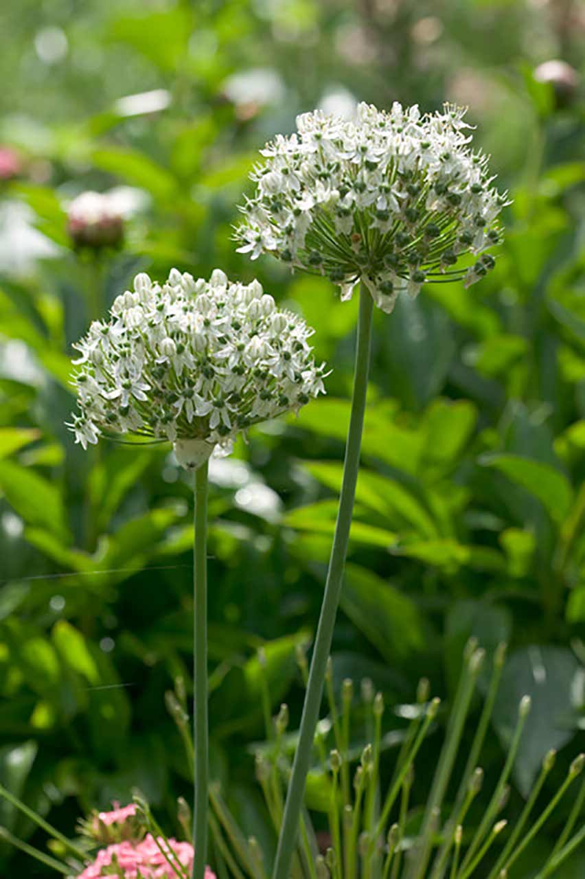 Allium nigrum
