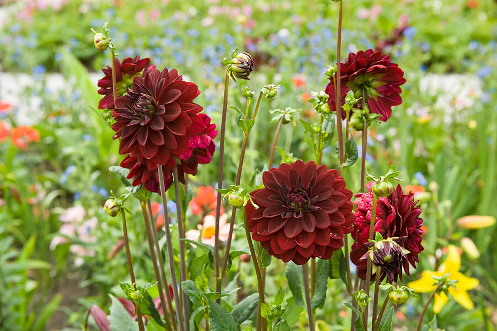 Dahlie Arabian Night