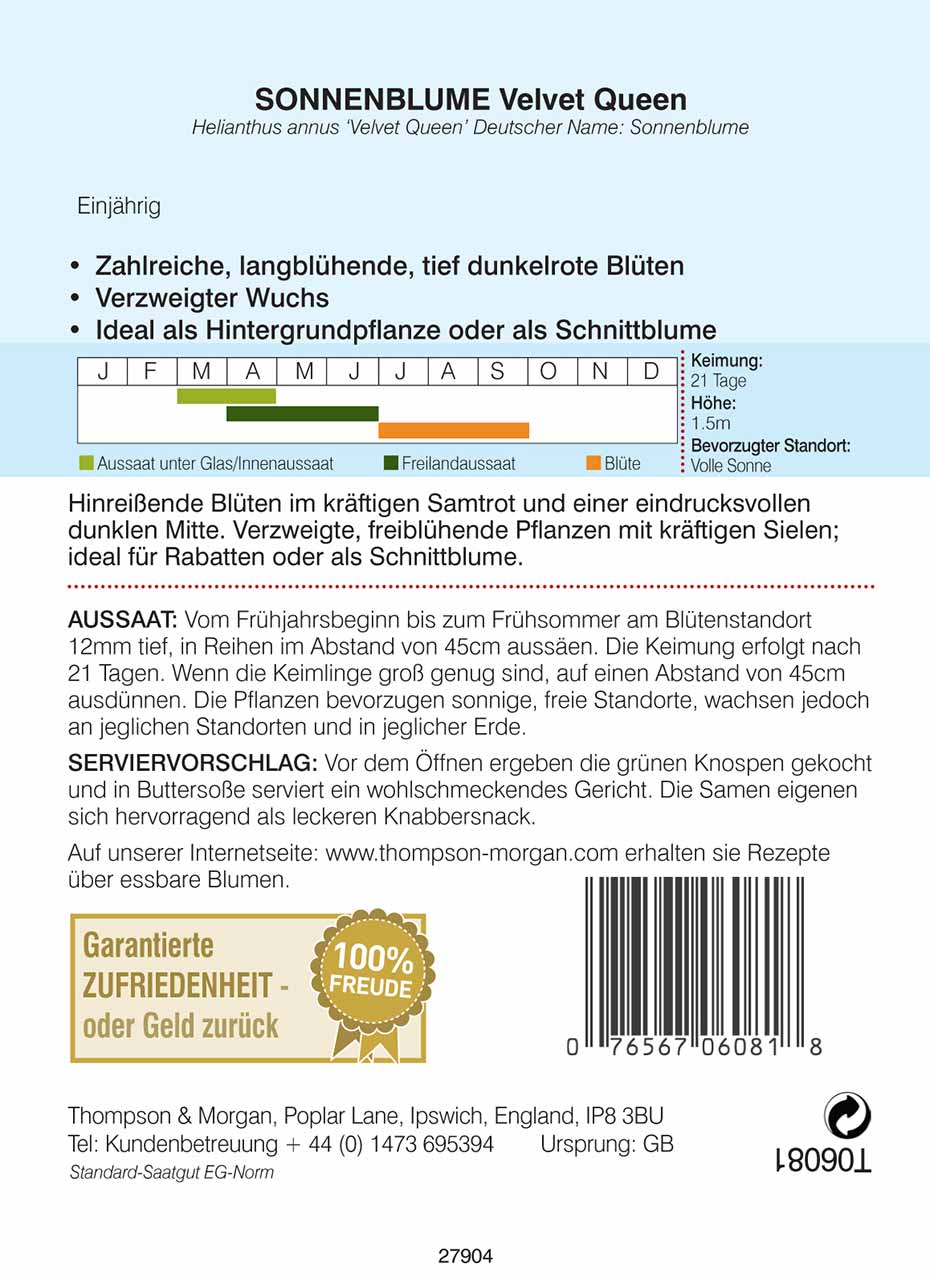 Sonnenblume Velvet Queen