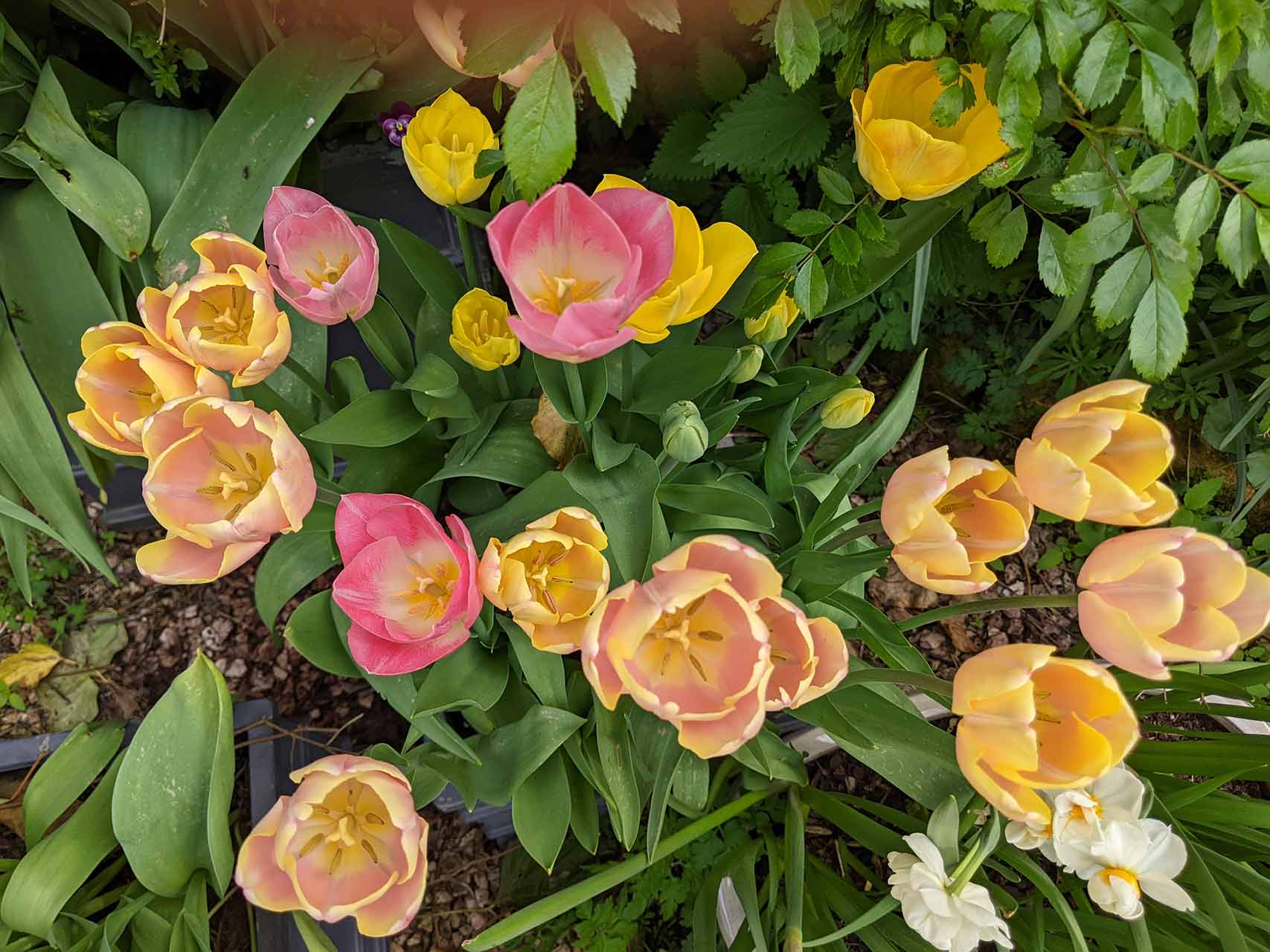 We love tulips Orange