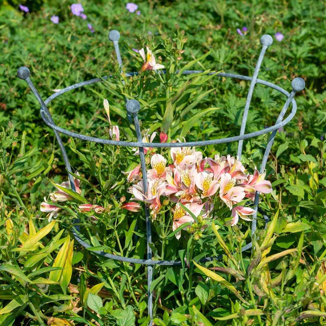 Staudenhalter »Southwold«