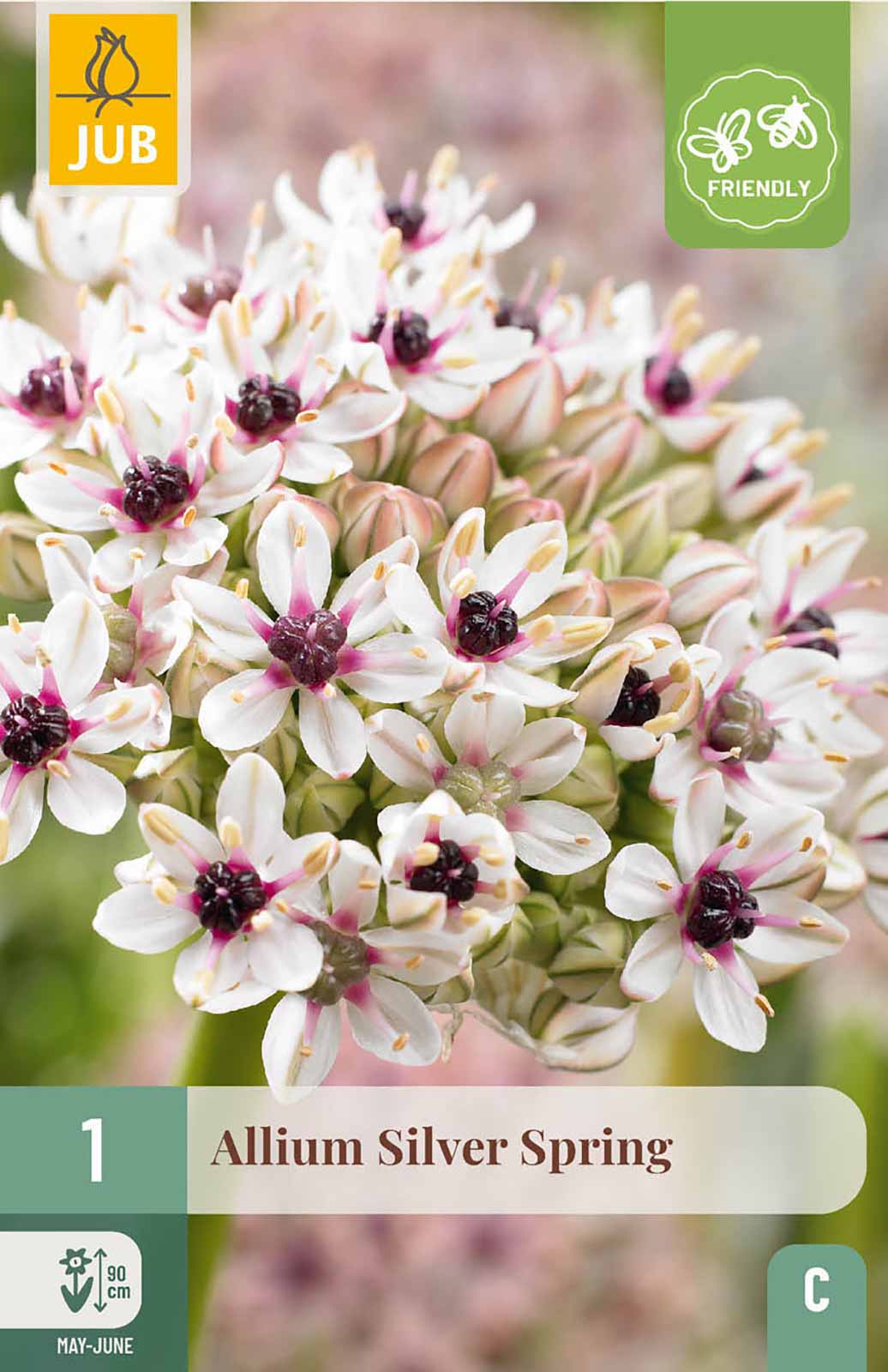 Allium Silver Spring