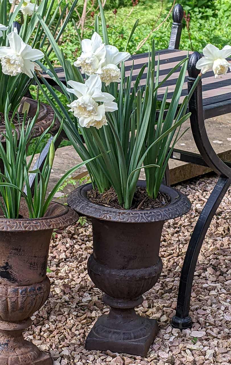 Narzisse White Marvel