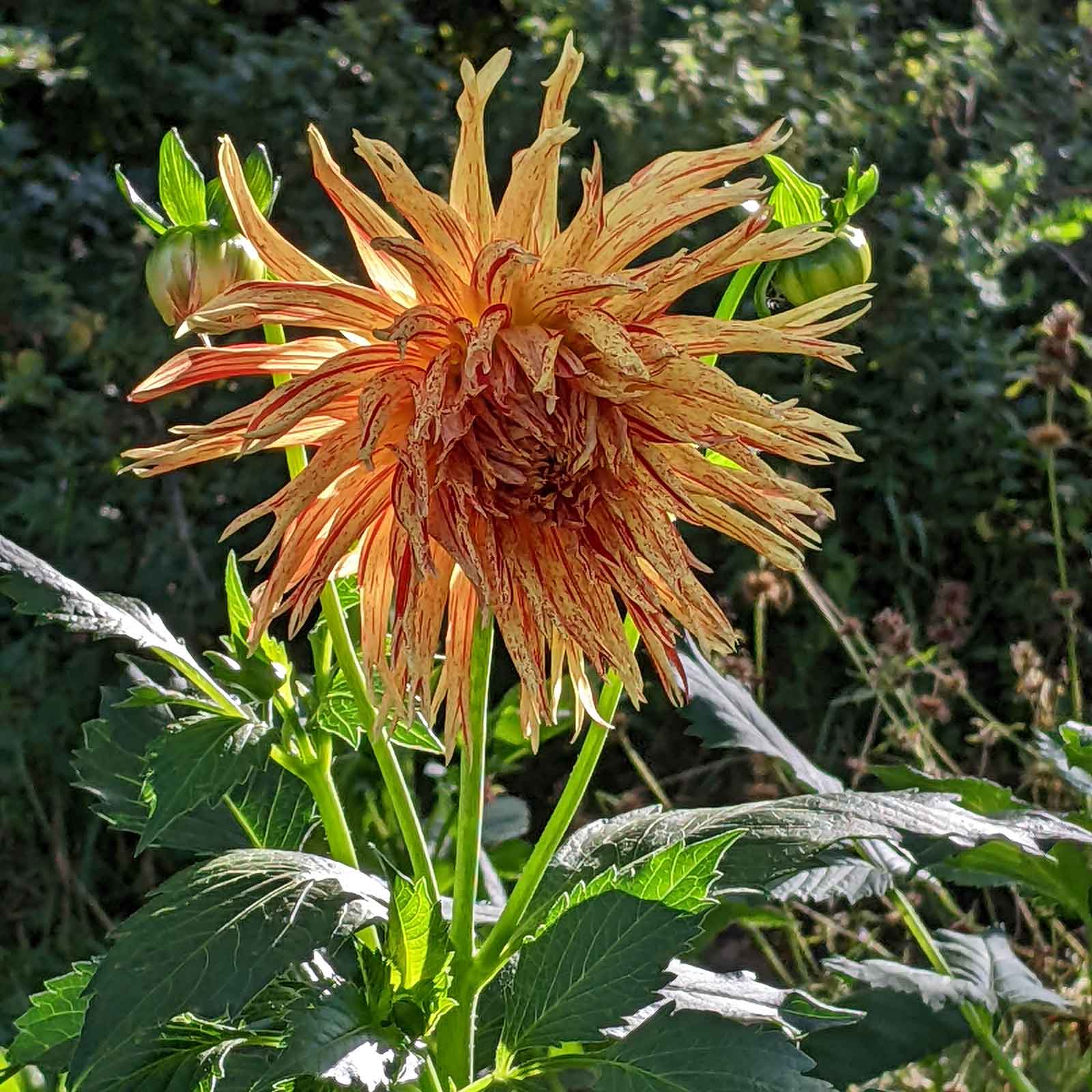 Dahlie Cabana Banana