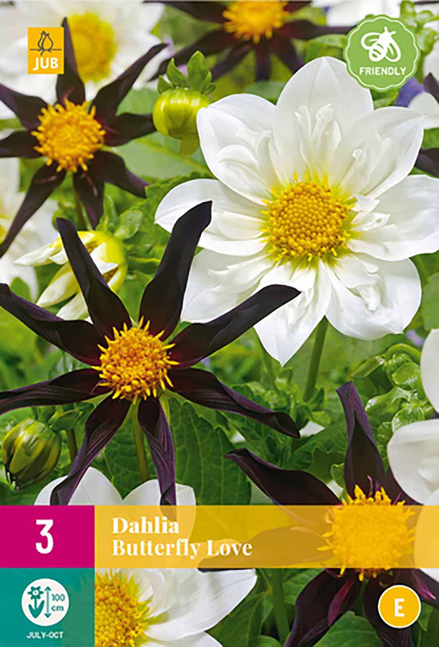 Dahlien Butterfly Love