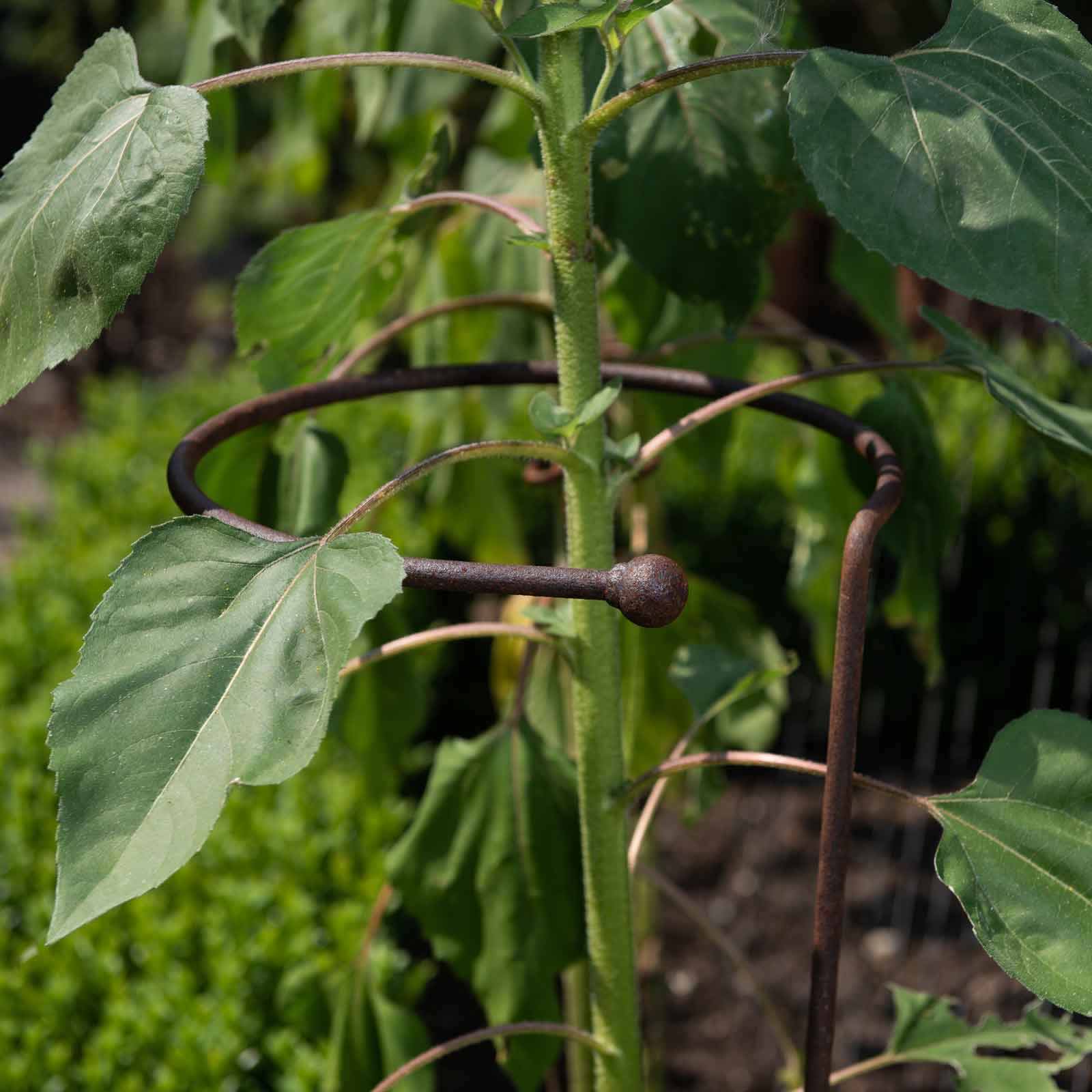 Pflanzenstütze Harrod Wrap Around Rost