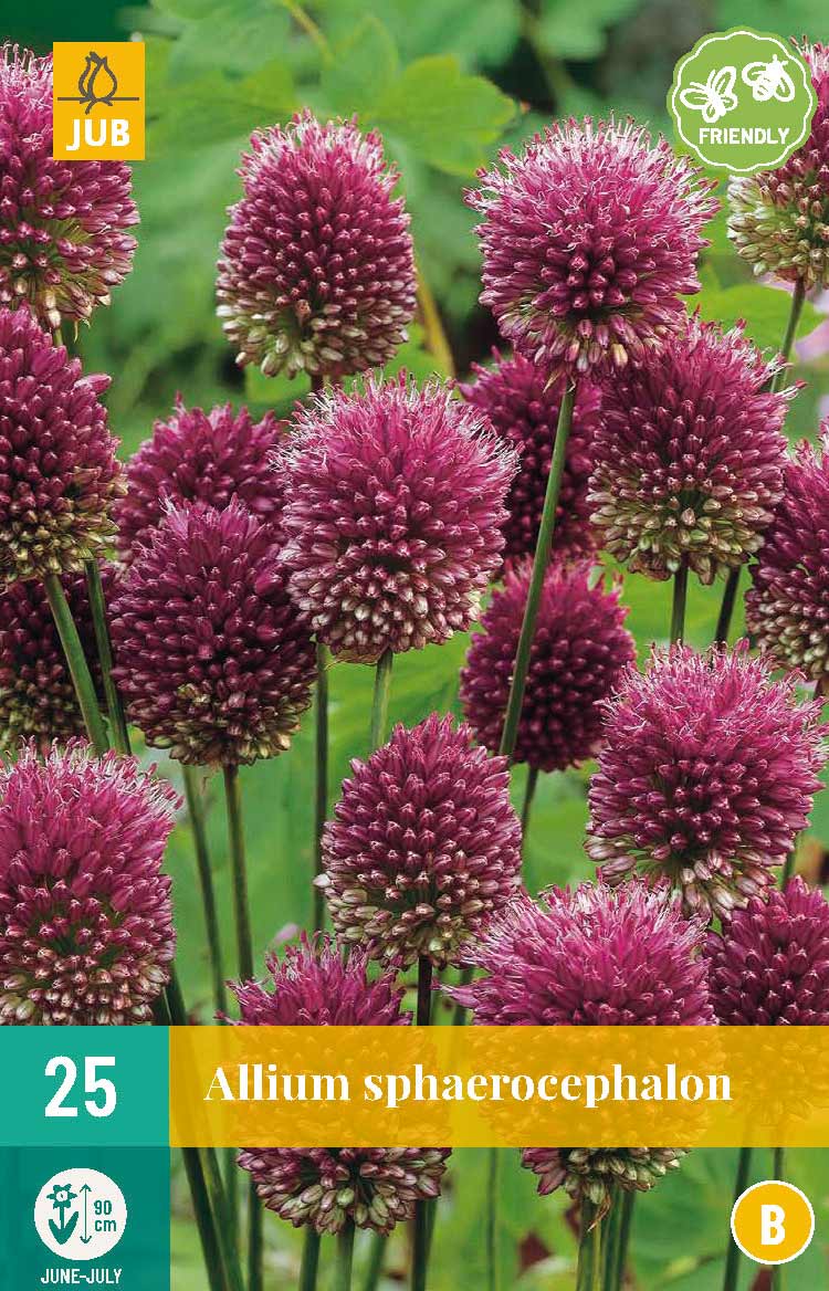 Allium Sphaerocephalon