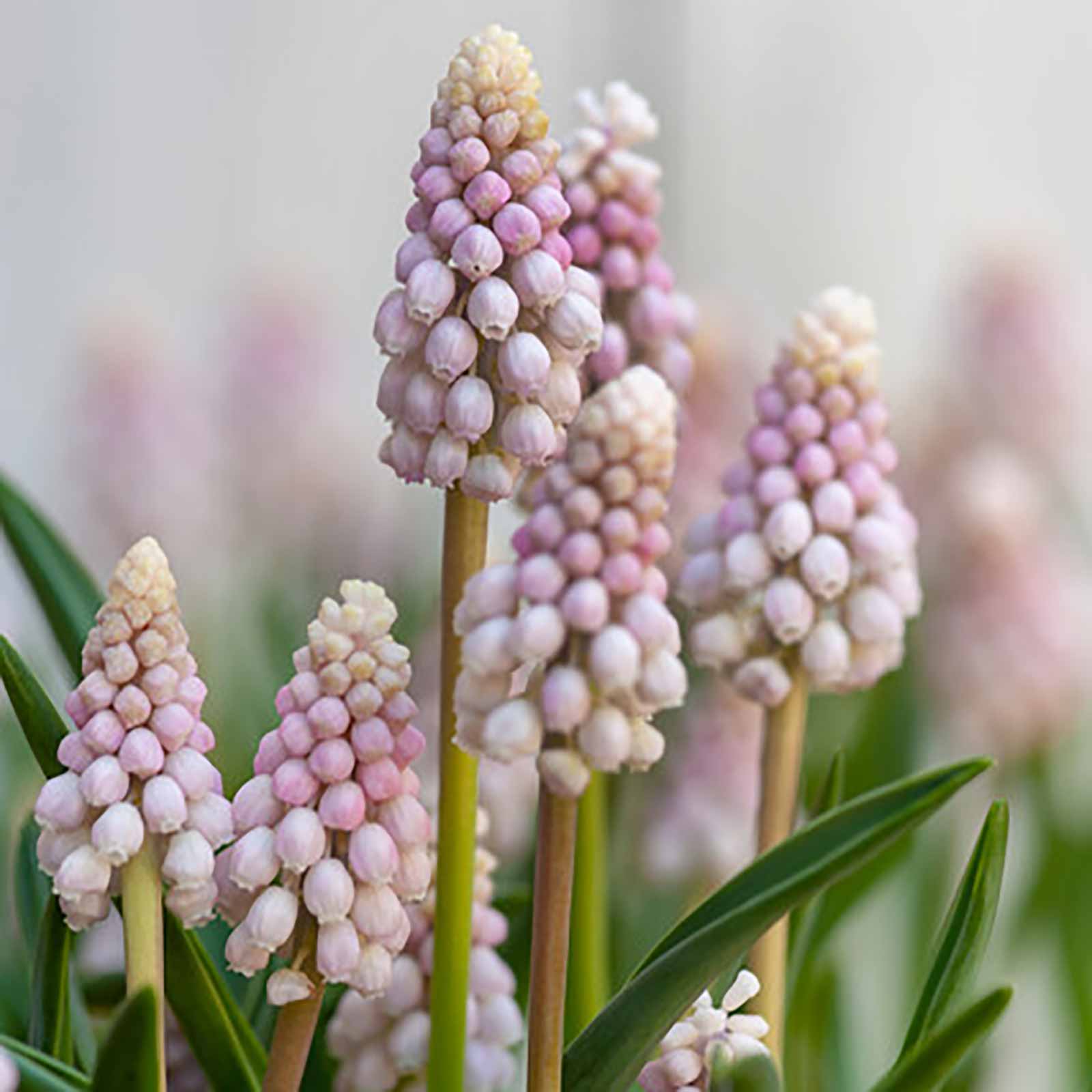 Muscari pink sunrise