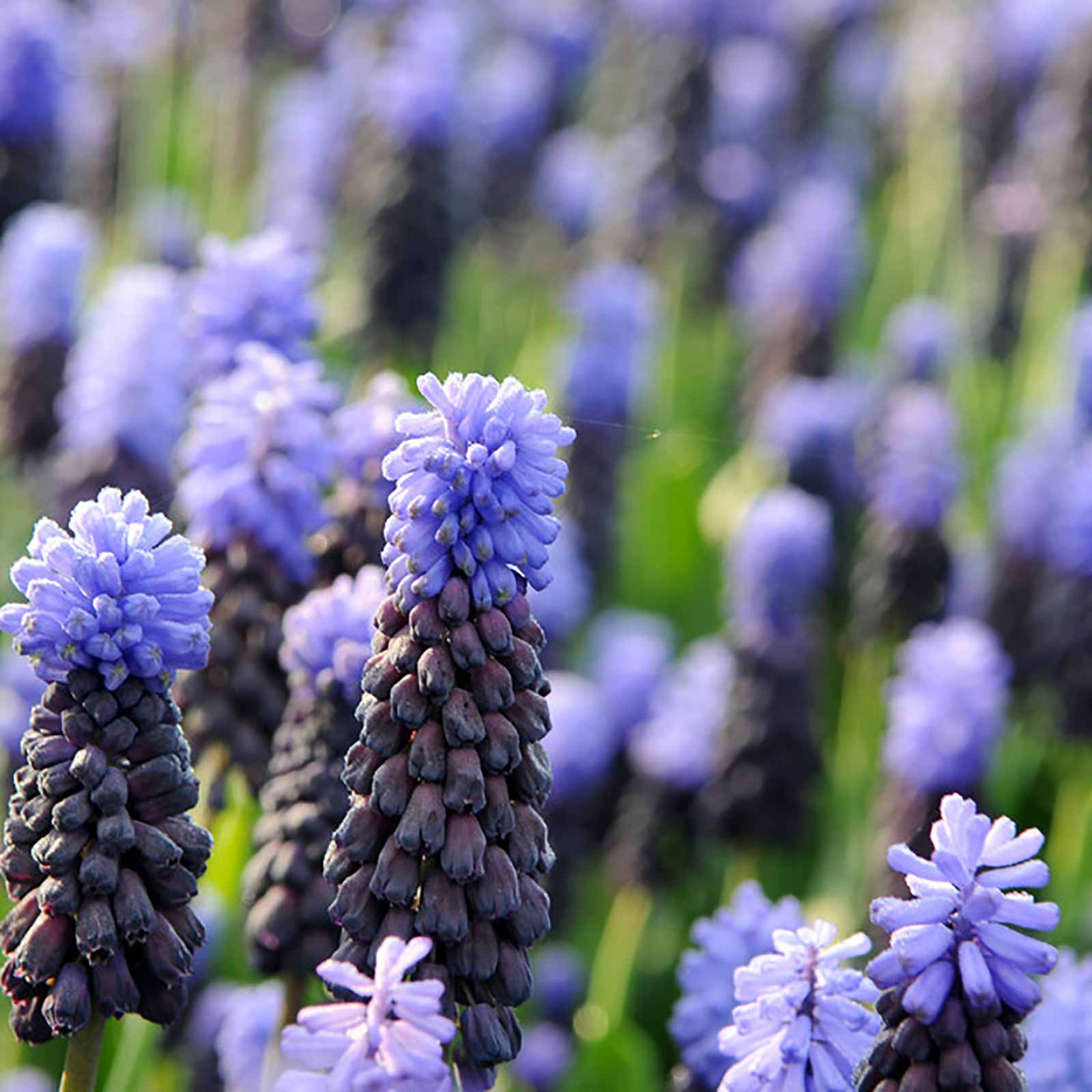 Muscari latifolium