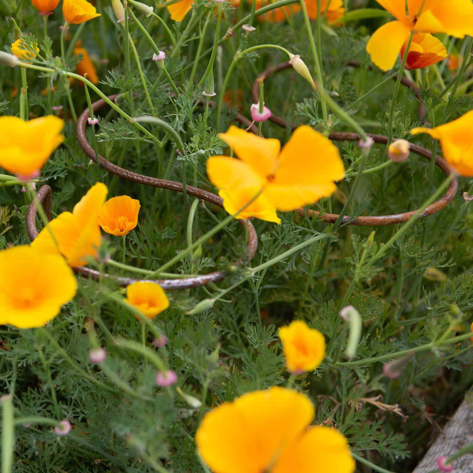 Staudenstützen - 5 Ring Grow Through