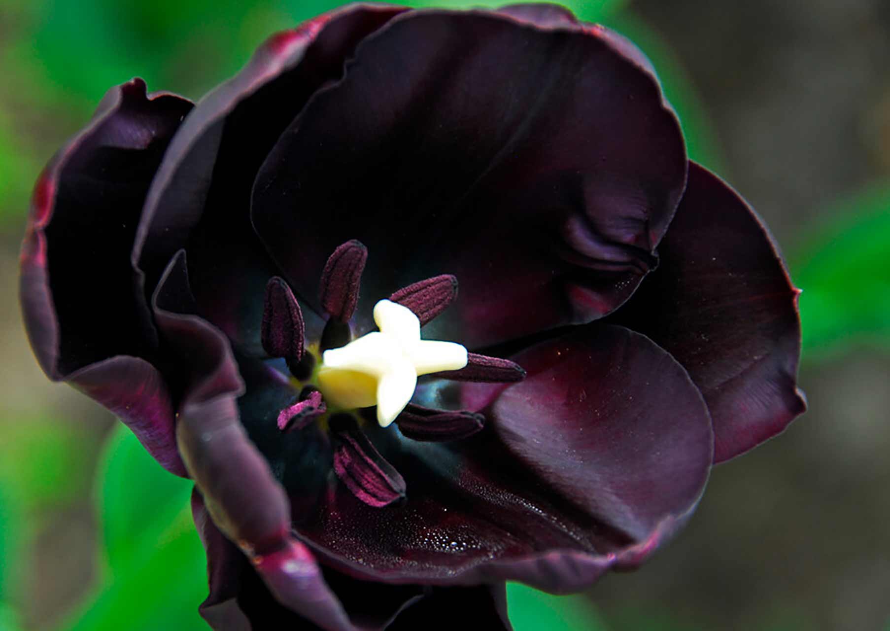 Tulpe Queen of Night