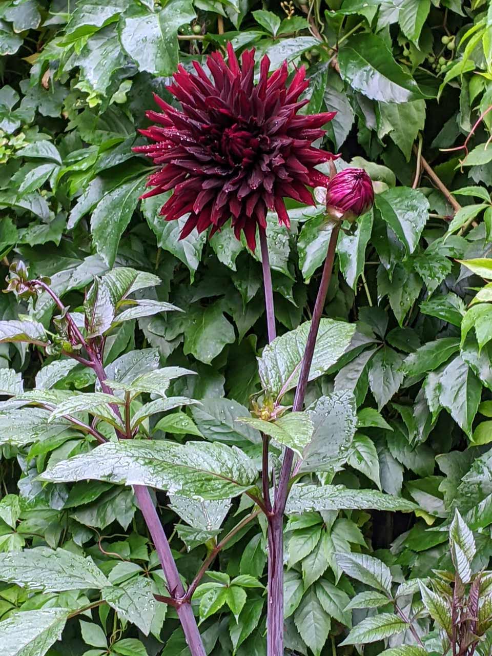 Dahlie »Black Jack«