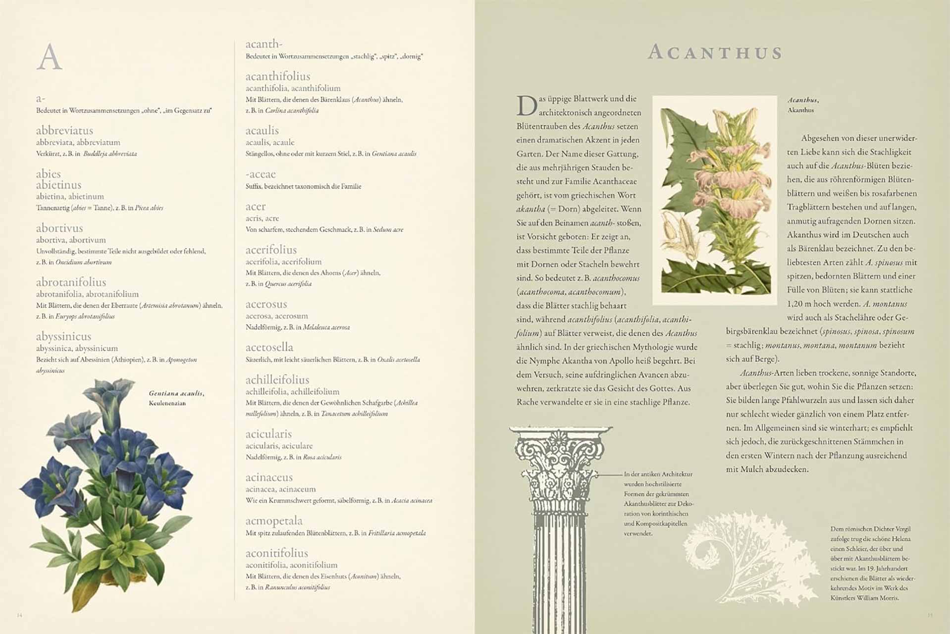 Latein für Gärtner - Über 3000 botanische Begriffe erklärt und erforscht