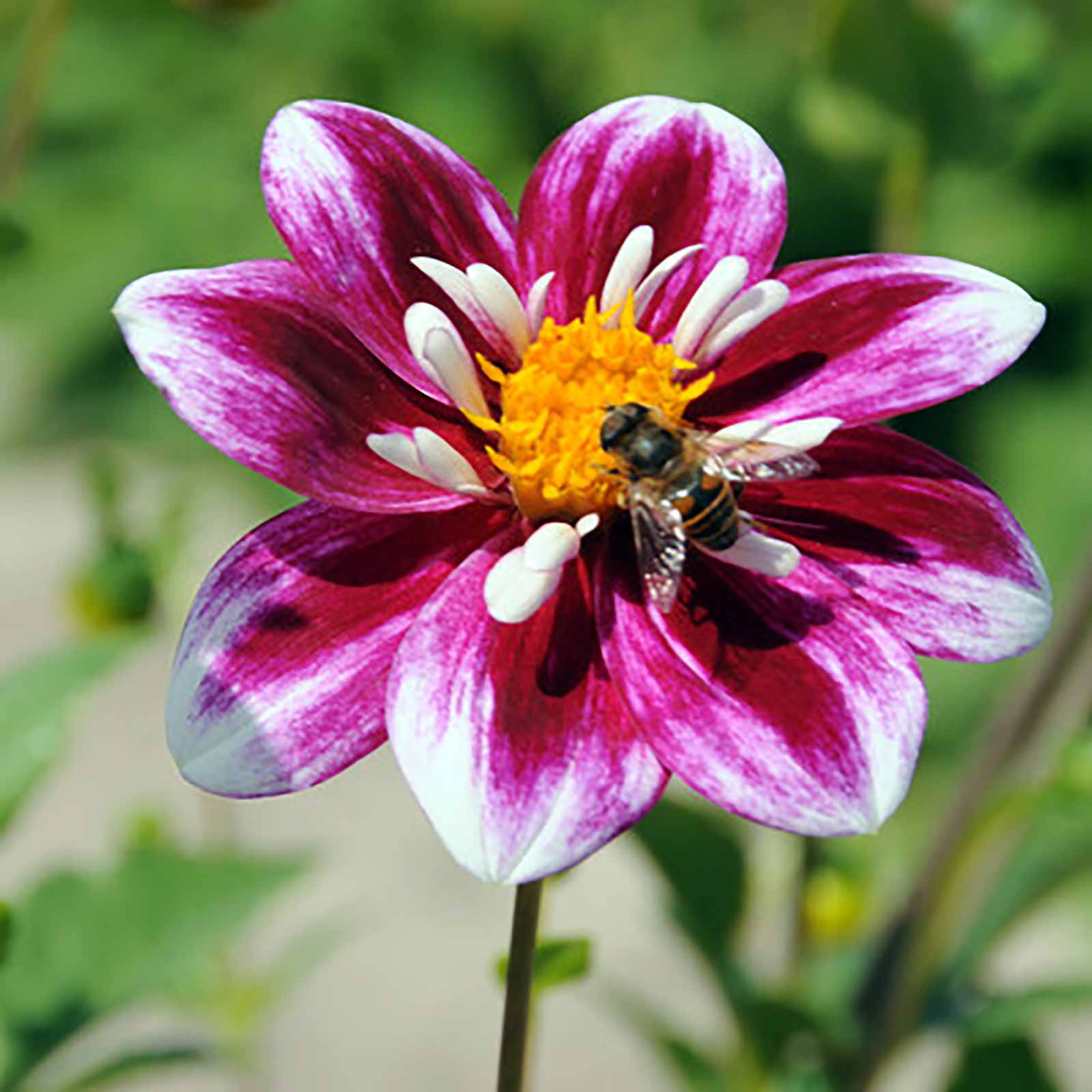 Dahlien Collektion Butterfly Garden Honey