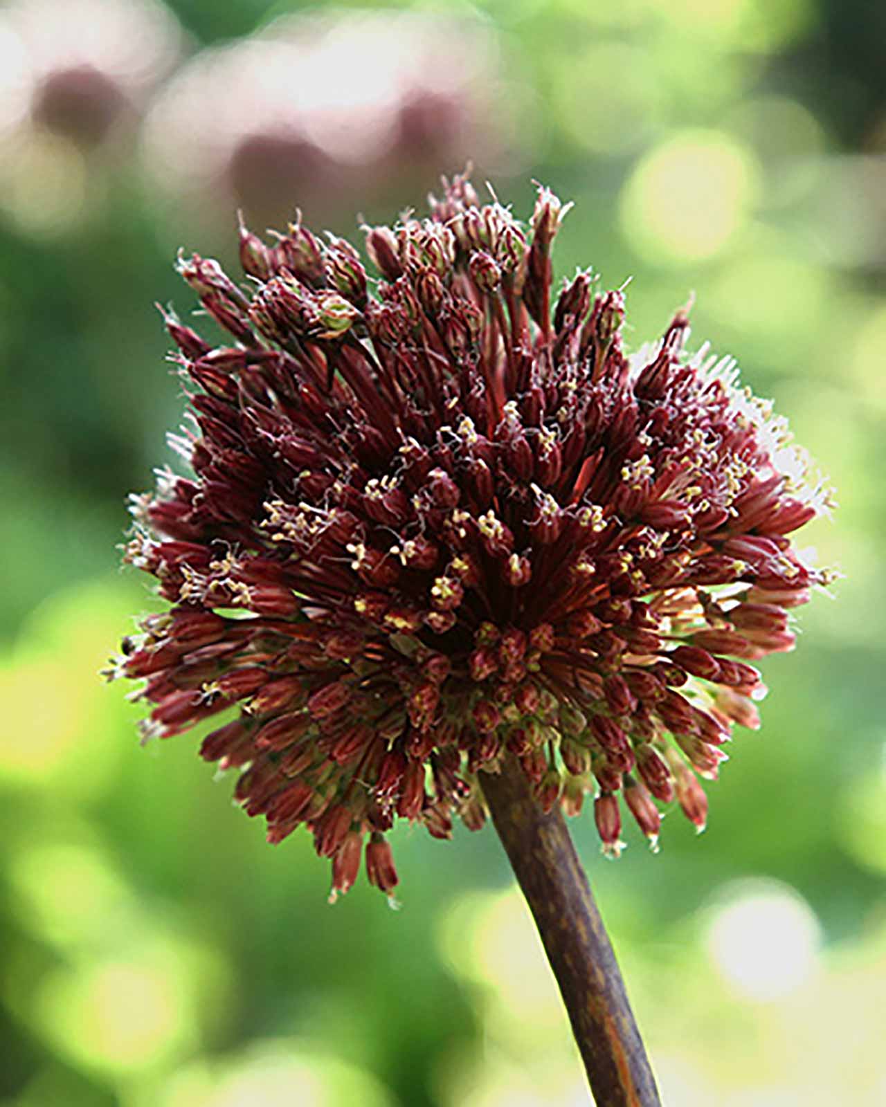 Allium Red Mohican