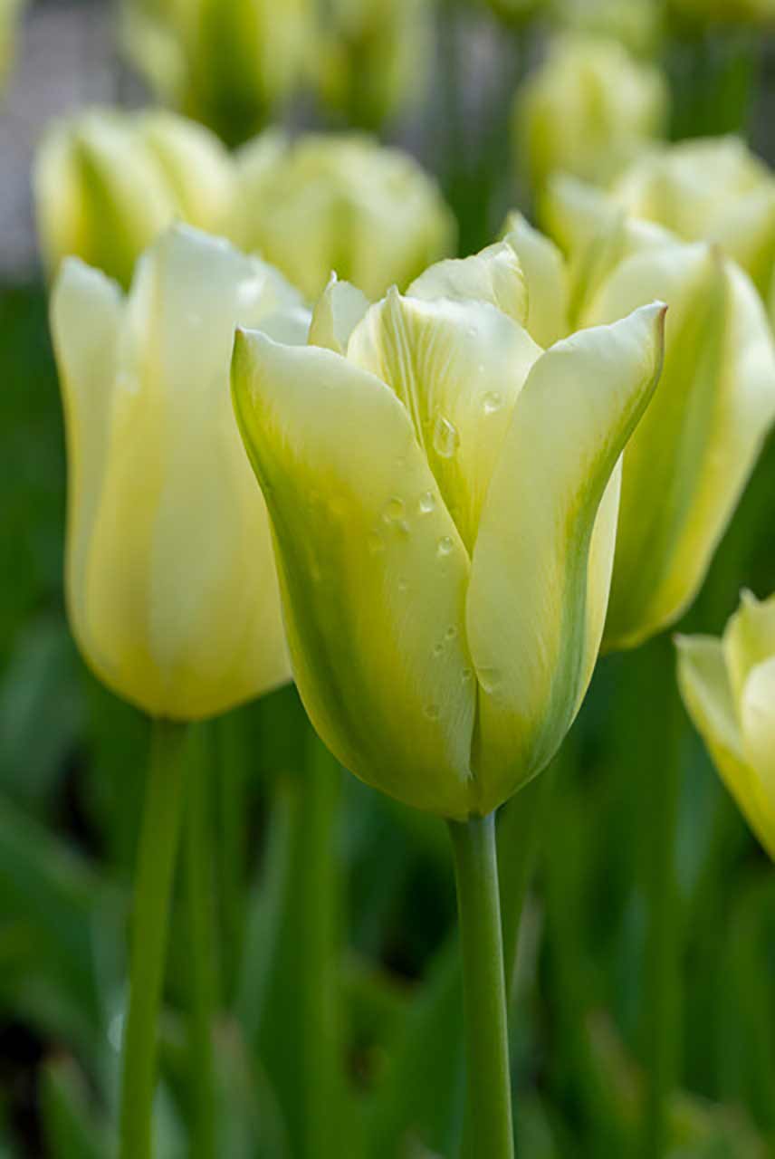 Tulpe Spring Green
