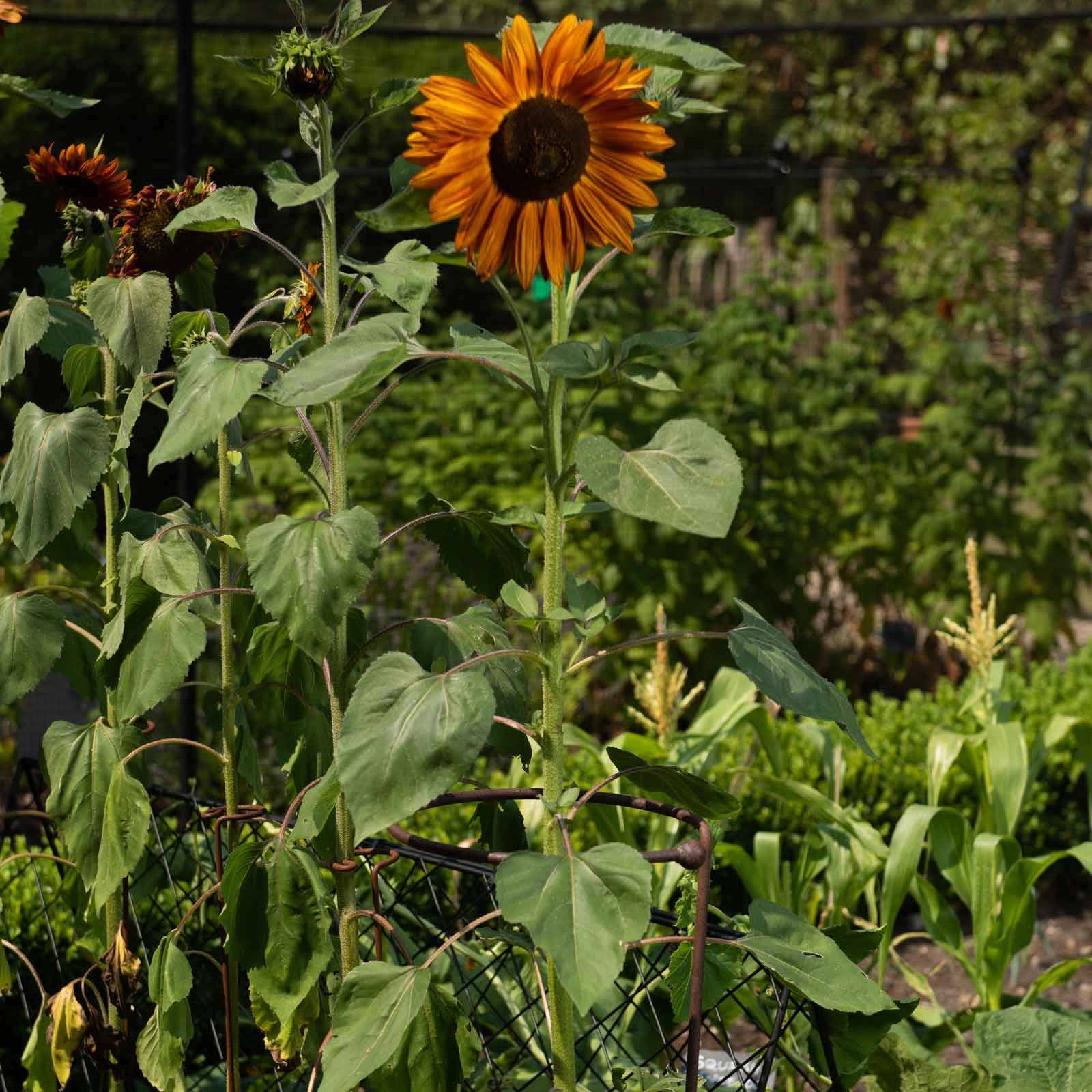 Pflanzenstütze rund Rost