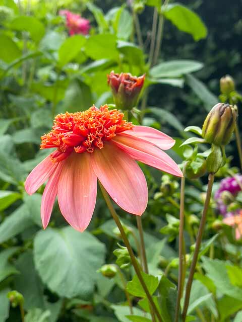 Dahlie Totally Tangerine