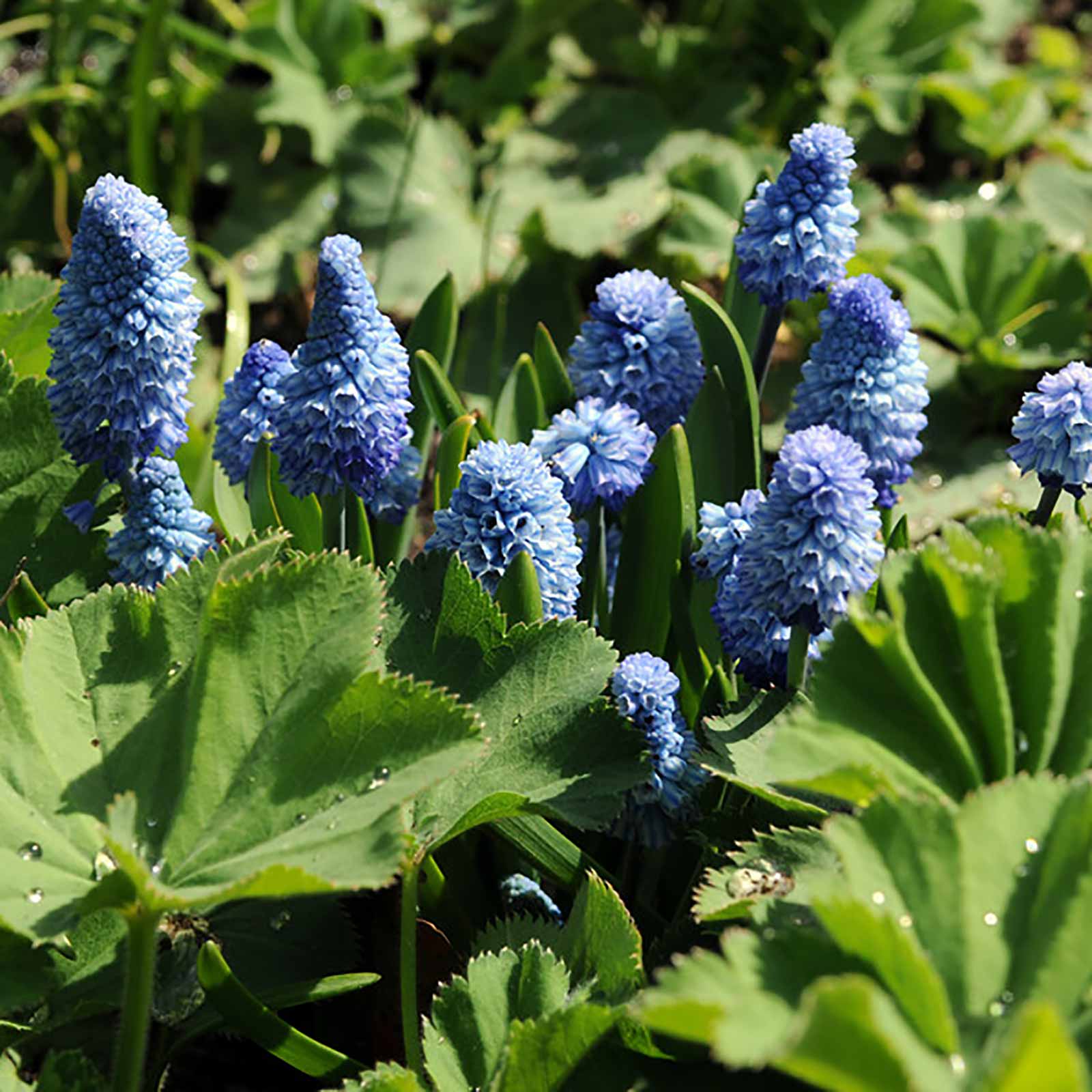 Azureuma Muscari azureum | 11756