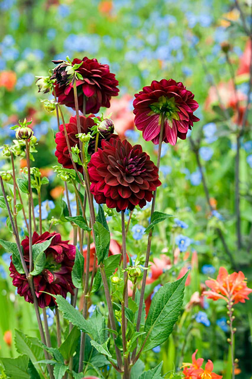 Dahlie Arabian Night